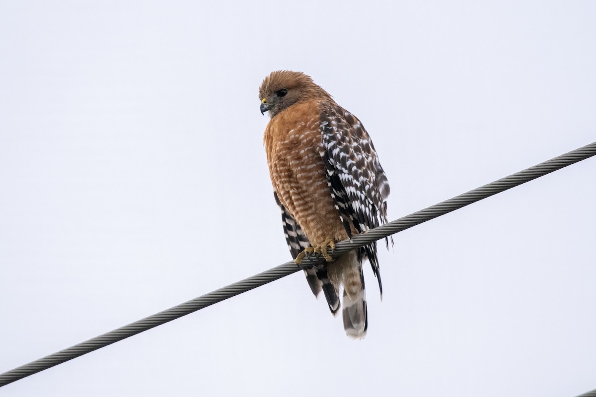 Red-shouldered Hawk - ML635093205