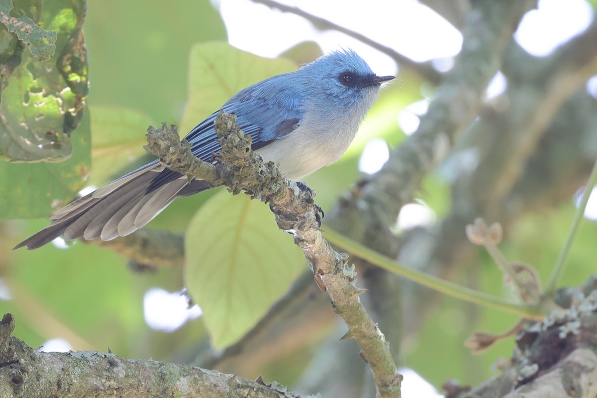 African Blue Flycatcher - ML635093299