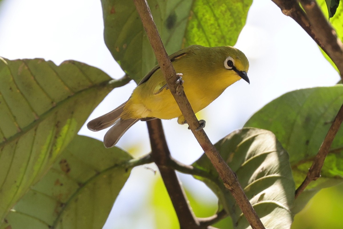 Northern Yellow White-eye - ML635093327