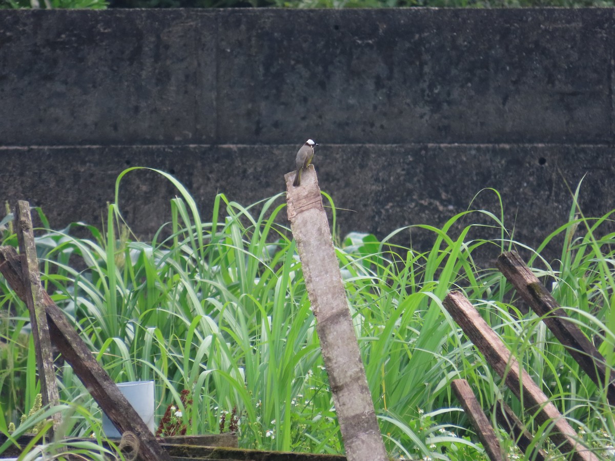 Light-vented Bulbul - ML635093421