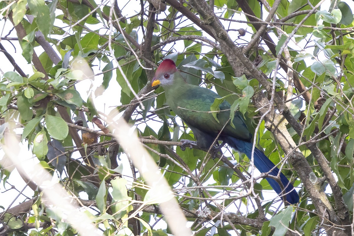 Bannerman's Turaco - ML635093430