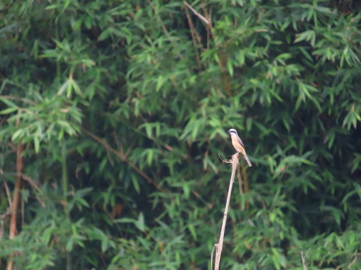 Brown Shrike (Philippine) - ML635093481