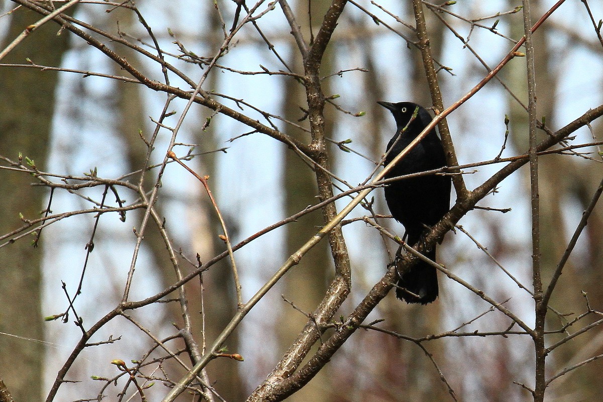 Rusty Blackbird - ML635093571