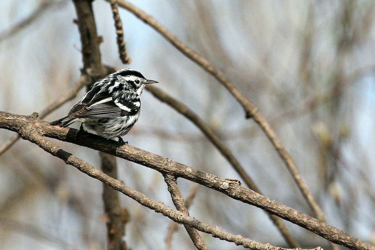Black-and-white Warbler - ML635093586