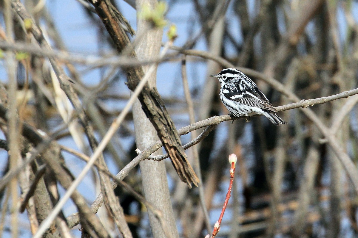 Black-and-white Warbler - ML635093587