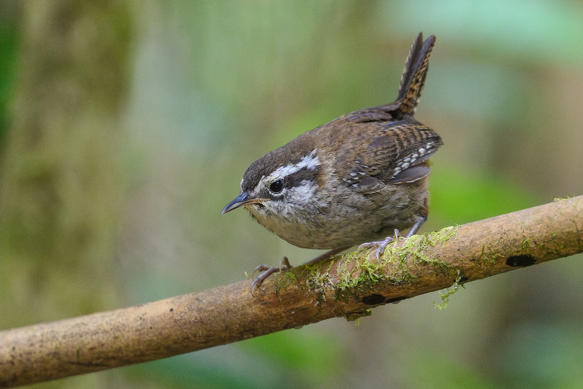 Timberline Wren - ML635093588