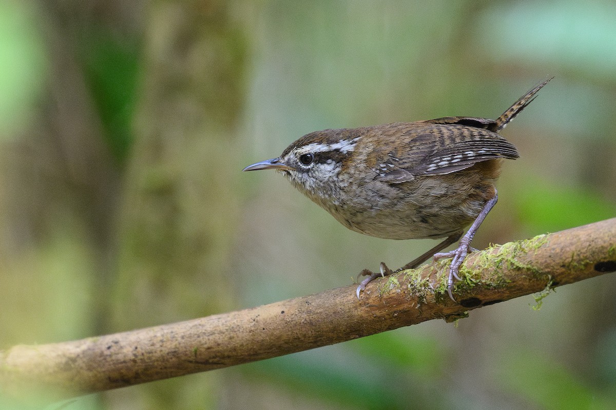 Timberline Wren - ML635093593