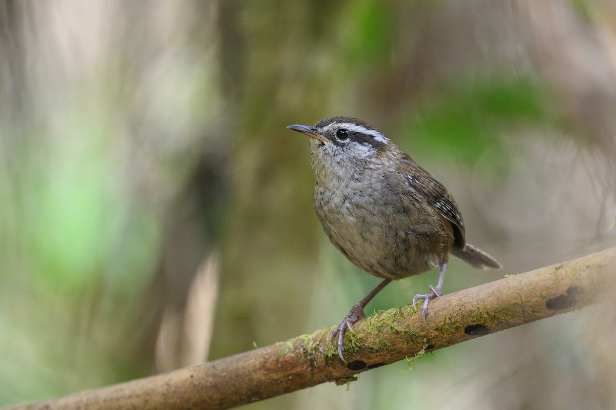 Timberline Wren - ML635093603