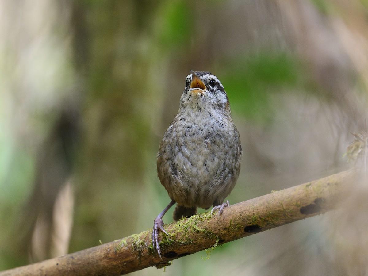 Timberline Wren - ML635093605
