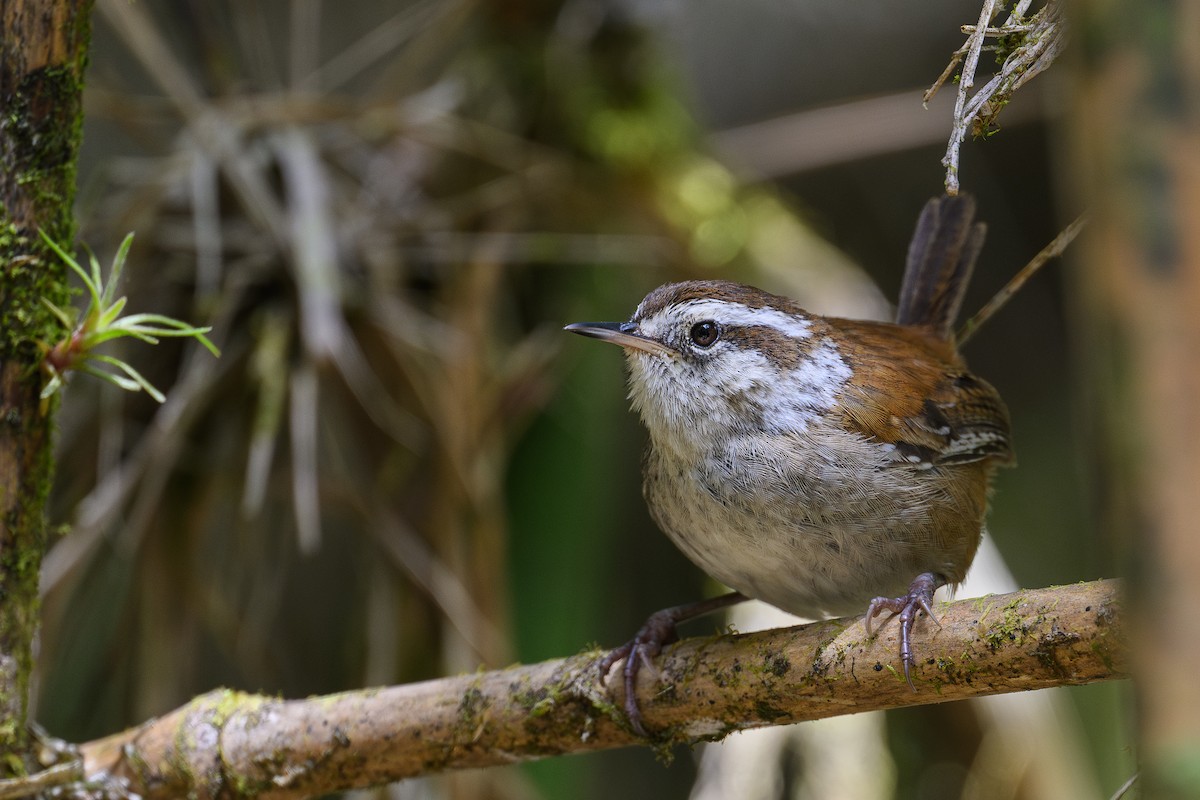 Timberline Wren - ML635093612
