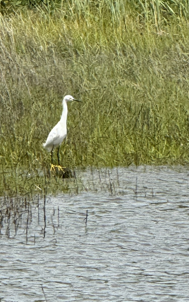 Snowy Egret - ML635093731