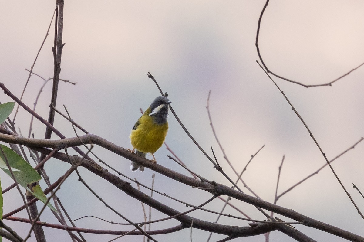 Black-throated Apalis - ML635093746