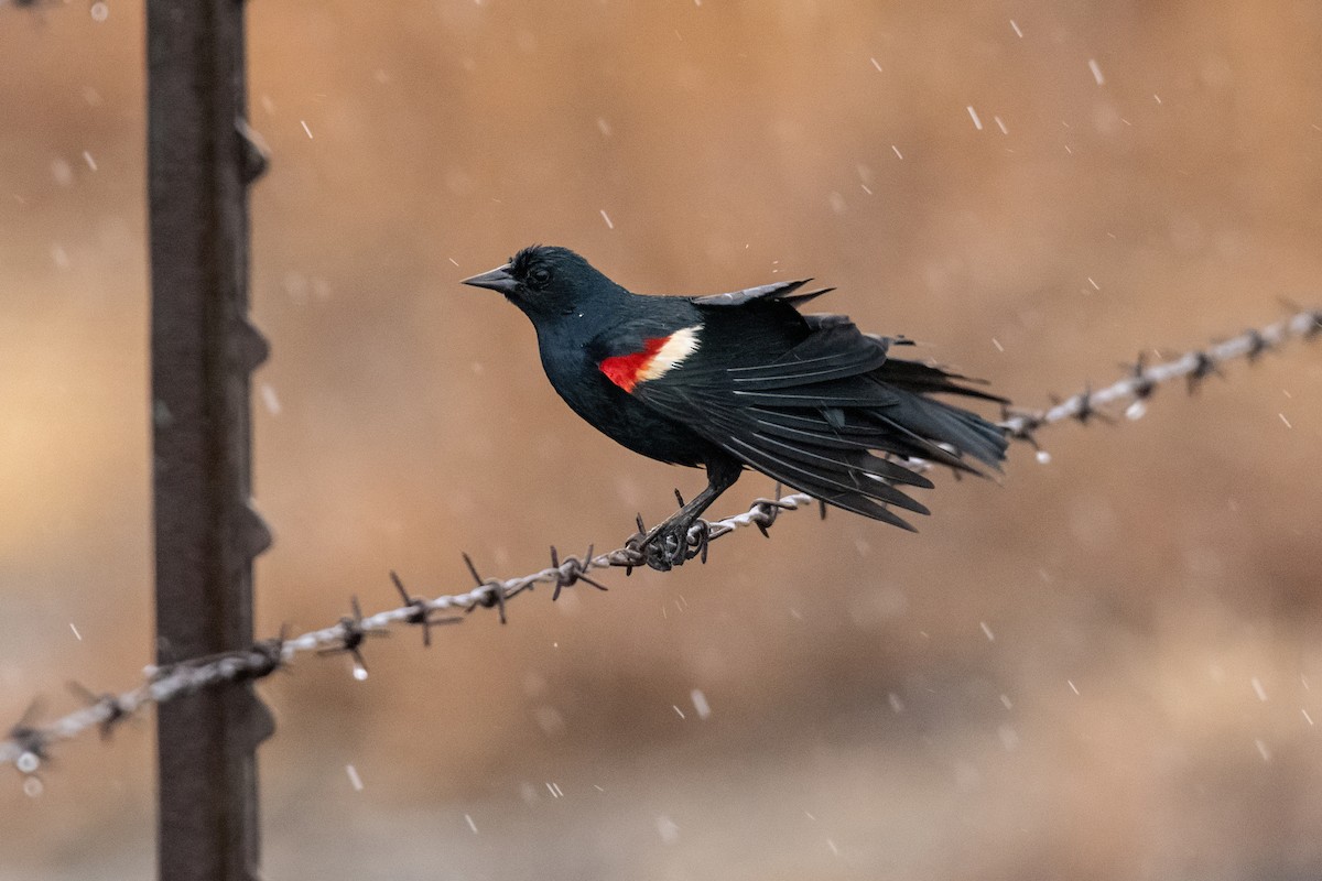 Tricolored Blackbird - ML635093783