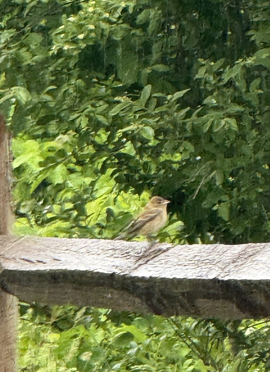 Blue Grosbeak - ML635093787