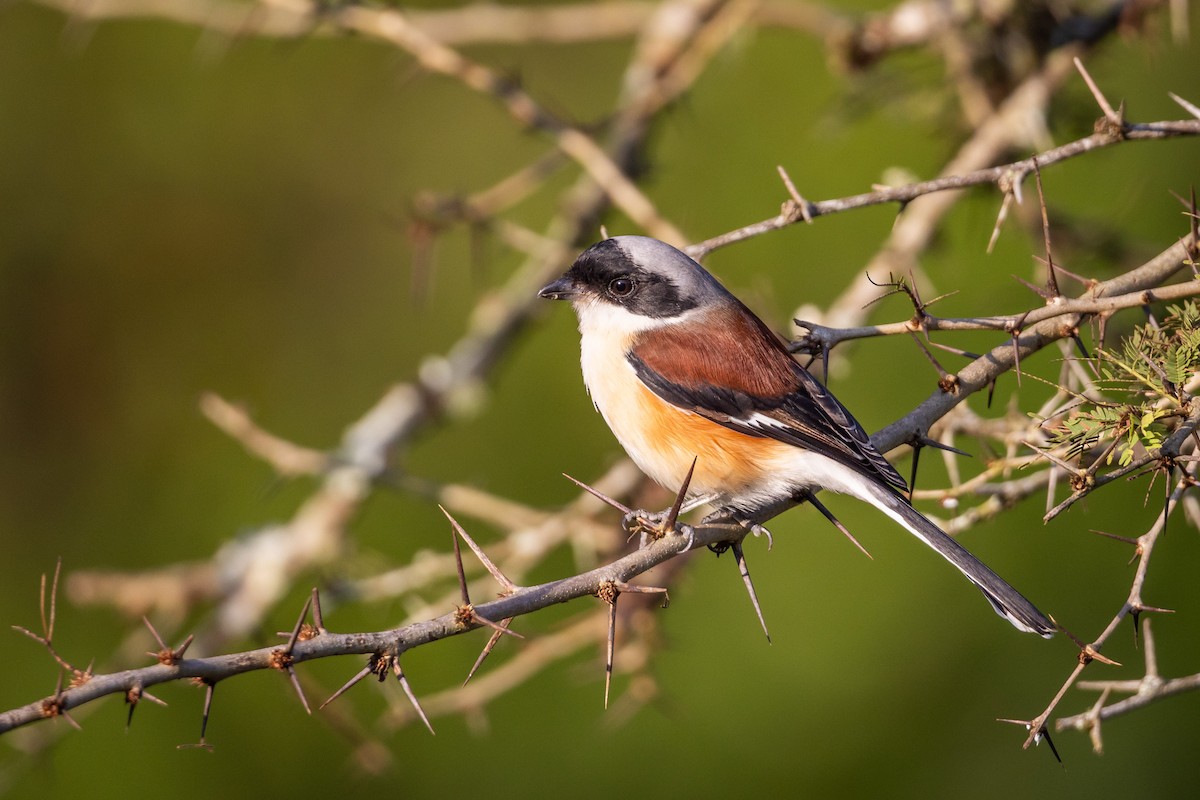 Bay-backed Shrike - ML635093854