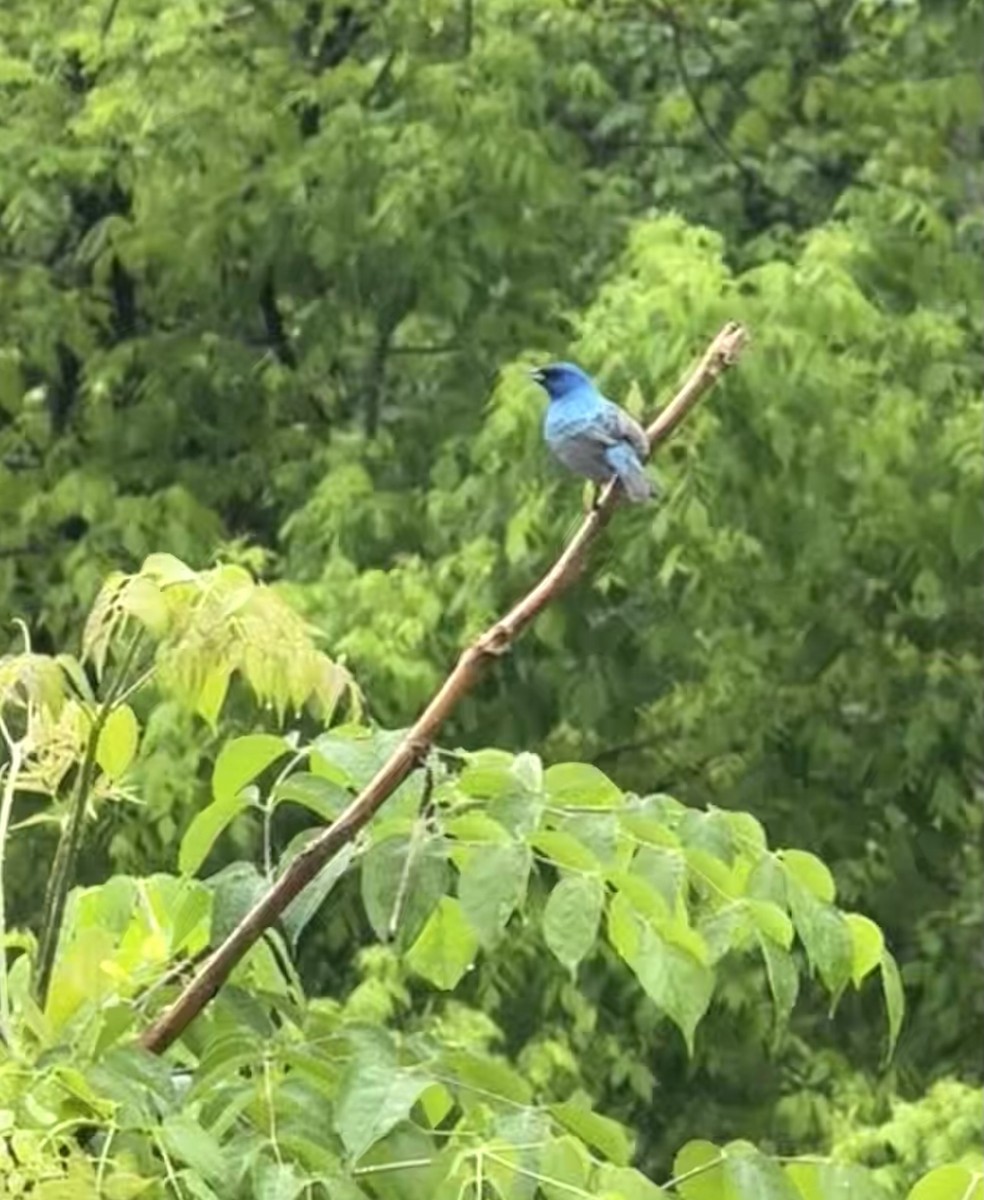 Indigo Bunting - ML635093870