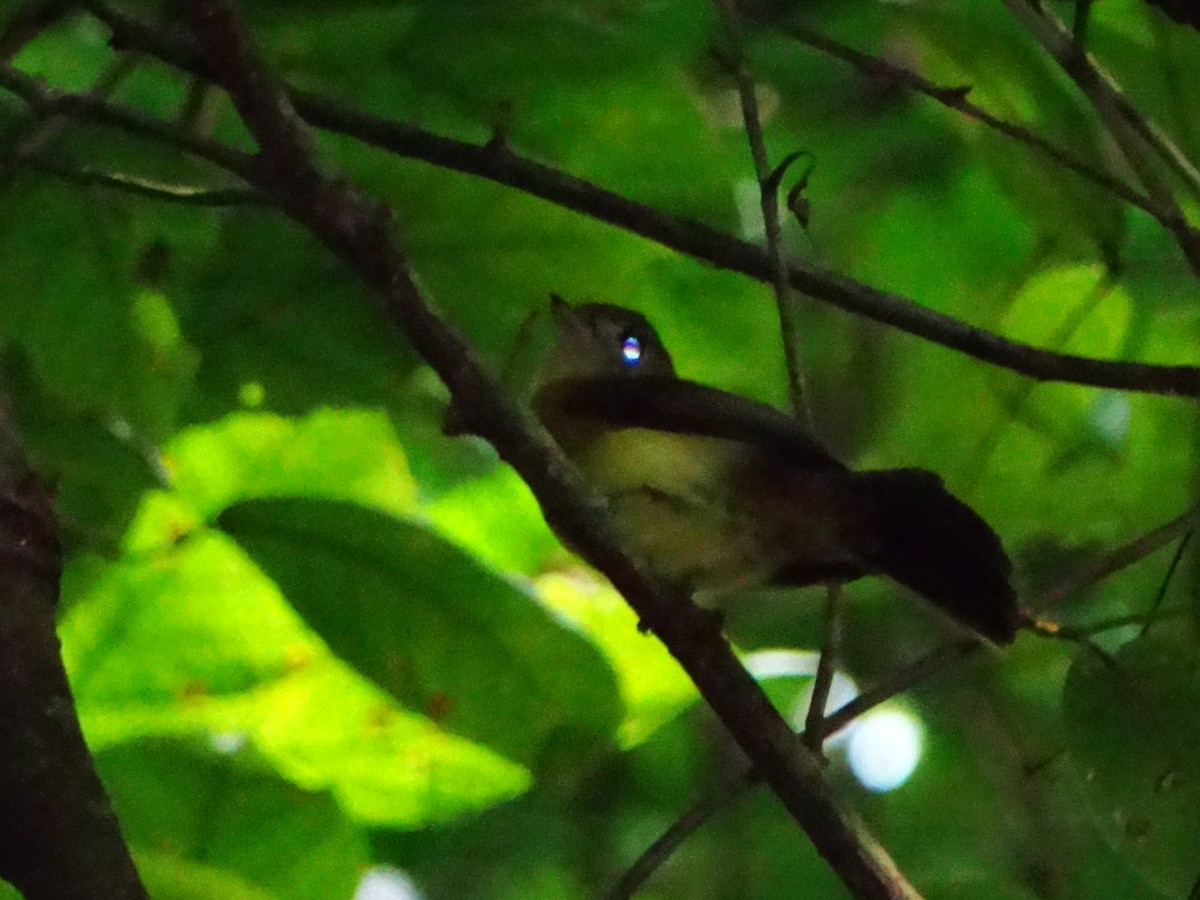 Whiskered Flycatcher - ML635093977