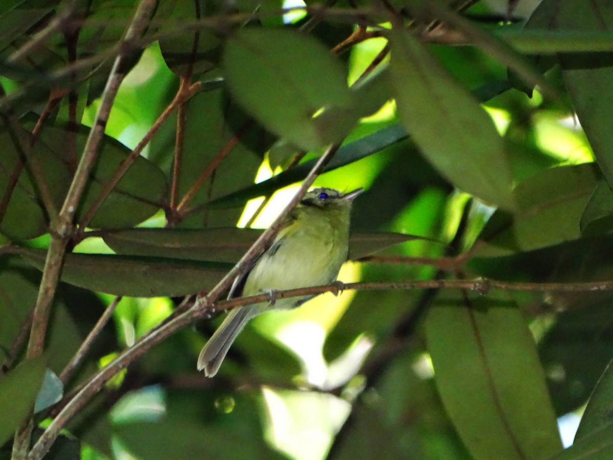 Sao Paulo Bristle-Tyrant - ML635093991