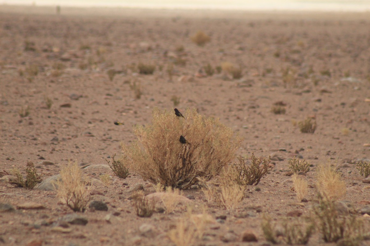 Black Siskin - ML635094169
