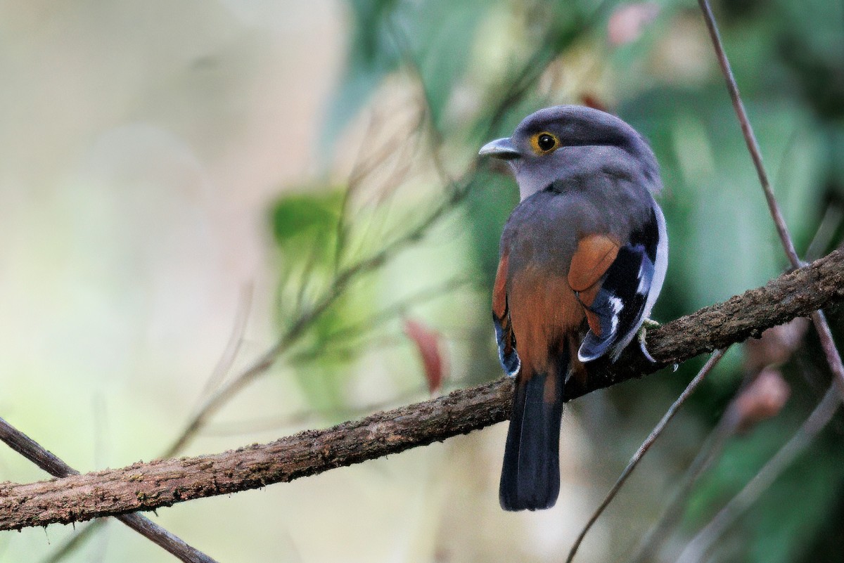 Gray-lored Broadbill - ML635094193
