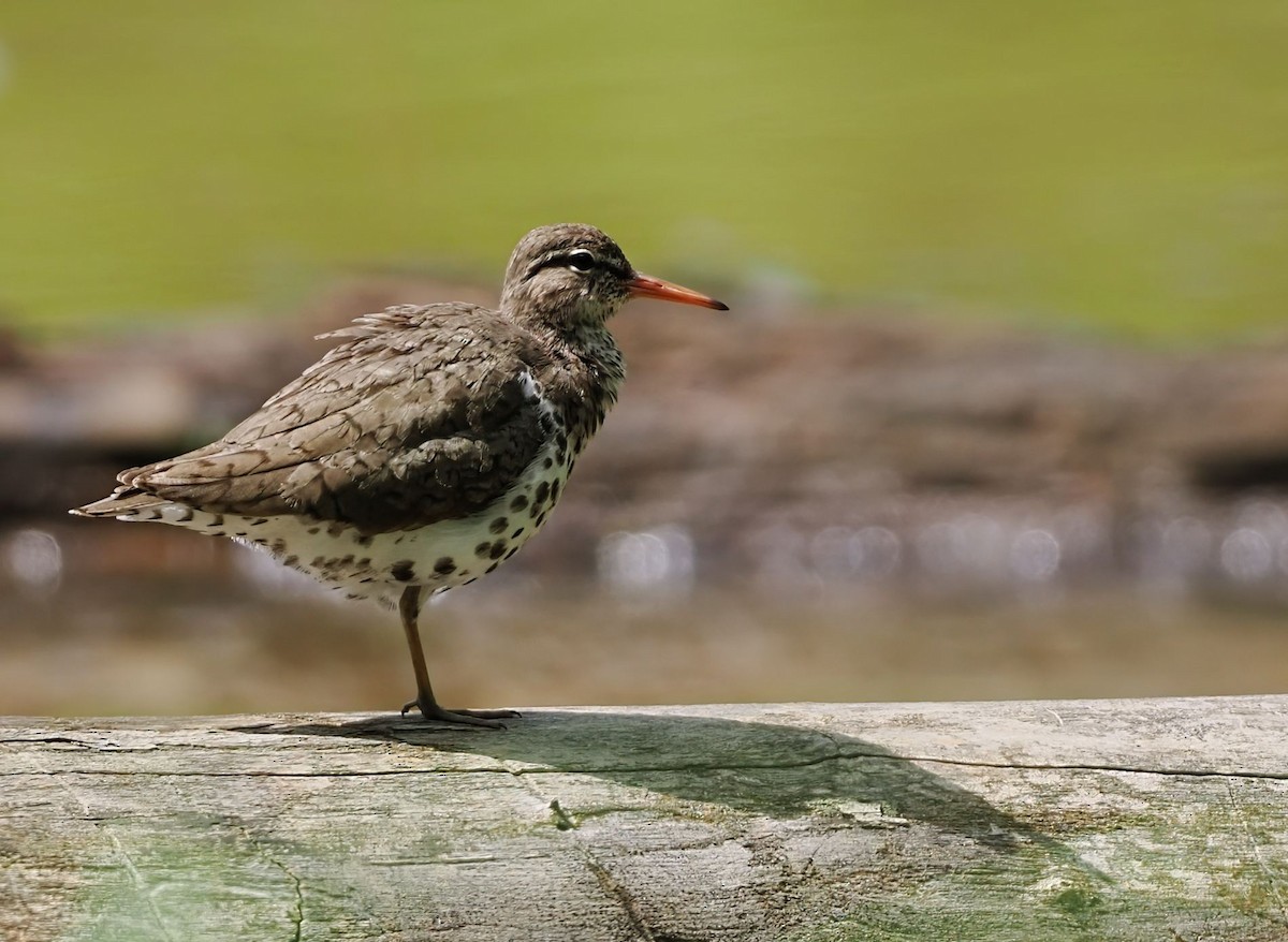 Spotted Sandpiper - ML635094229