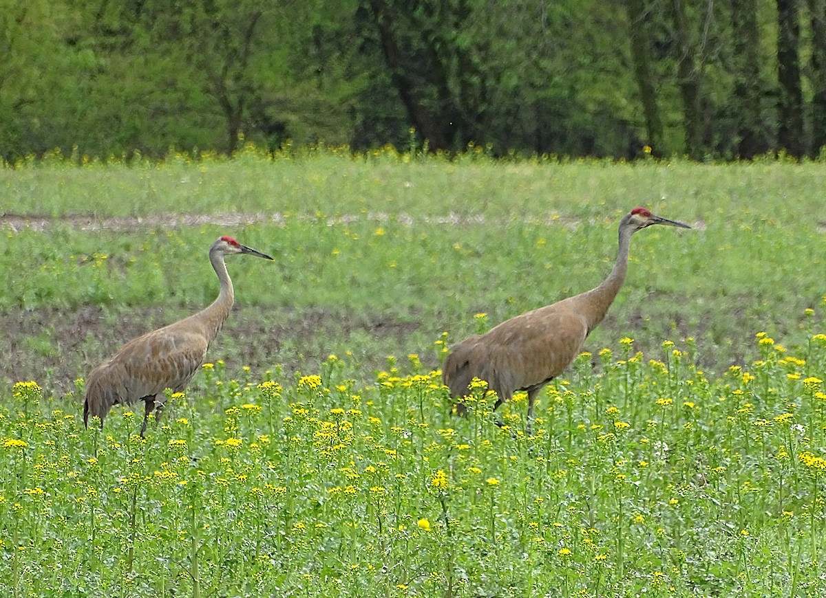Sandhill Crane - ML635094245