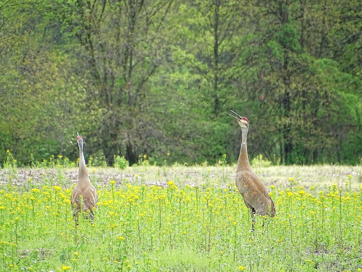 Sandhill Crane - ML635094246