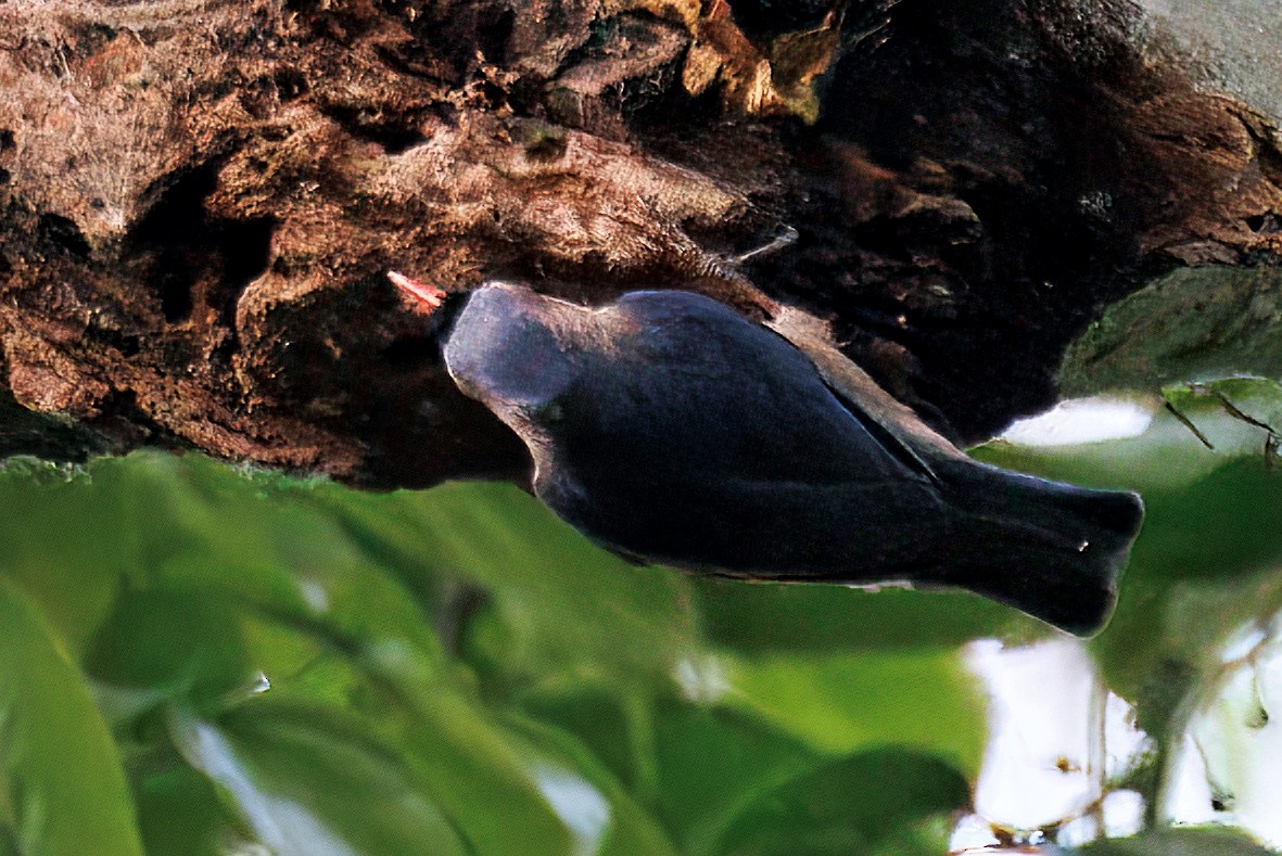 Velvet-fronted Nuthatch - ML635094249