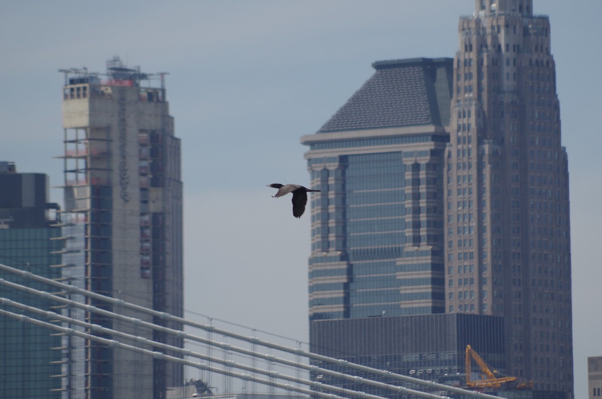 Double-crested Cormorant - ML635094309