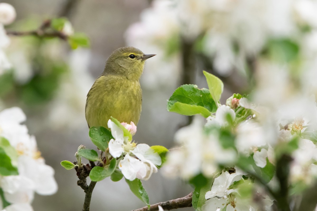 Orange-crowned Warbler - Sue Barth