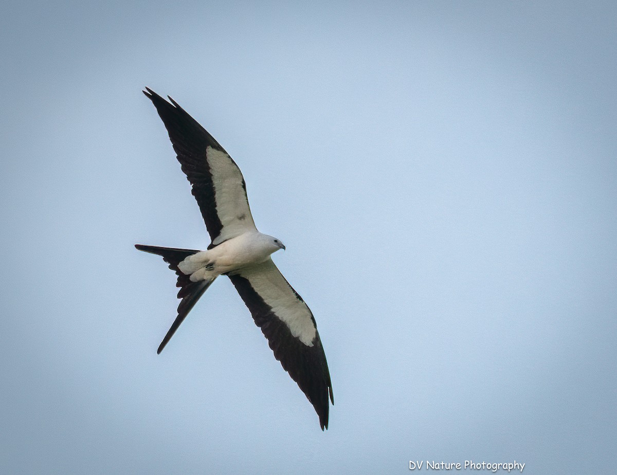 Swallow-tailed Kite - ML635094441