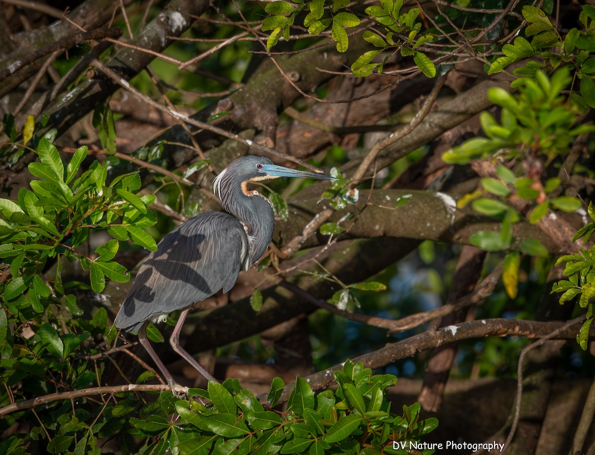 Tricolored Heron - ML635094473