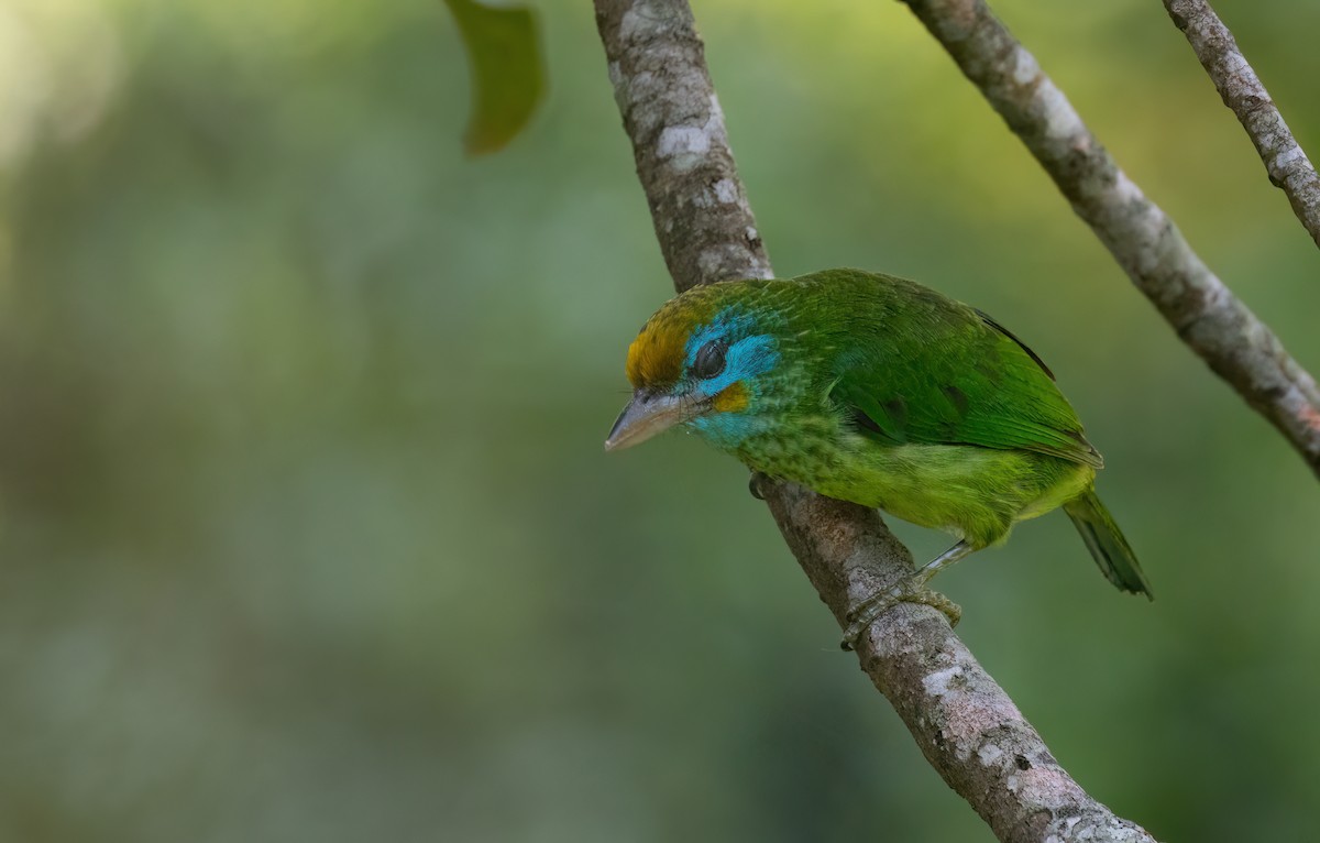 Yellow-fronted Barbet - ML635094576