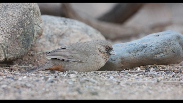Abert's Towhee - ML635094587