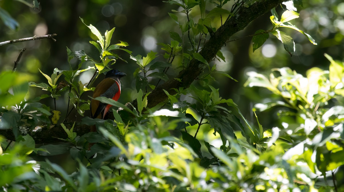 Malabar Trogon - ML635094642