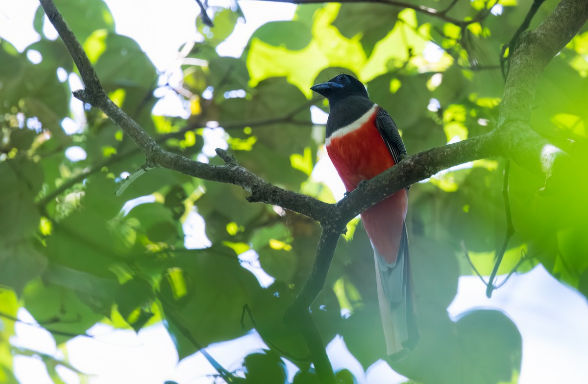 Malabar Trogon - ML635094652
