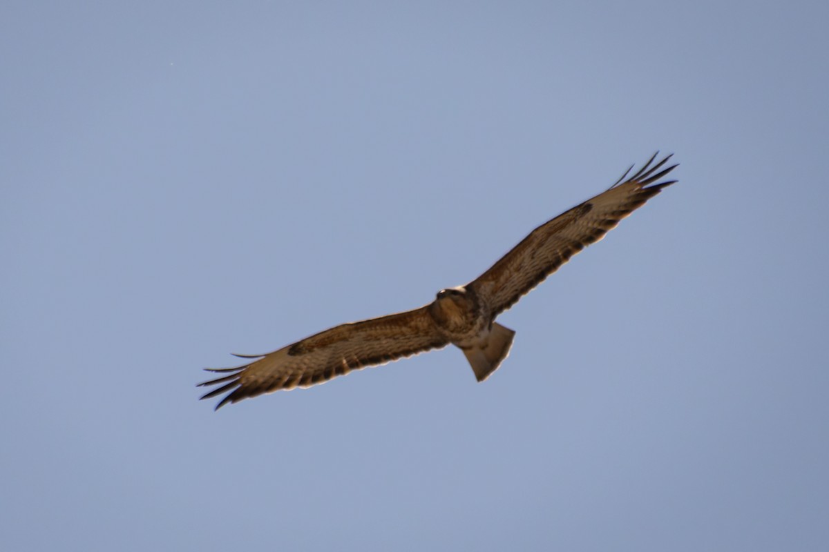 歐亞鵟(vulpinus/menetriesi) - ML635094653
