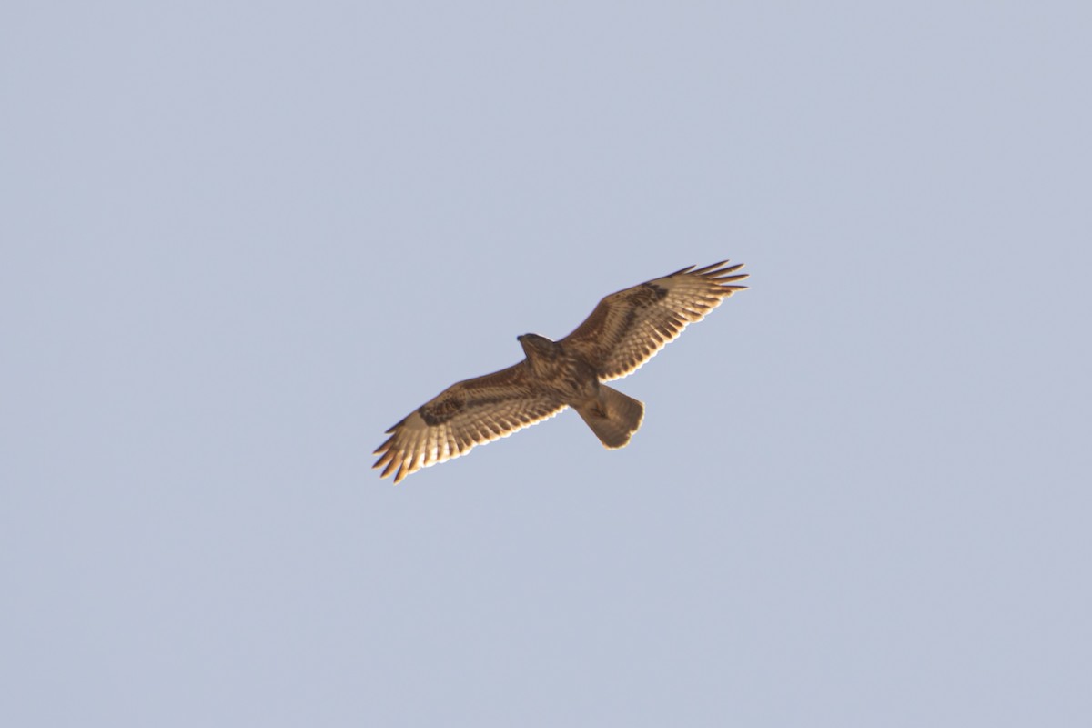 歐亞鵟(vulpinus/menetriesi) - ML635094655