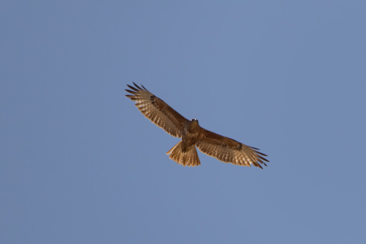 歐亞鵟(vulpinus/menetriesi) - ML635094657