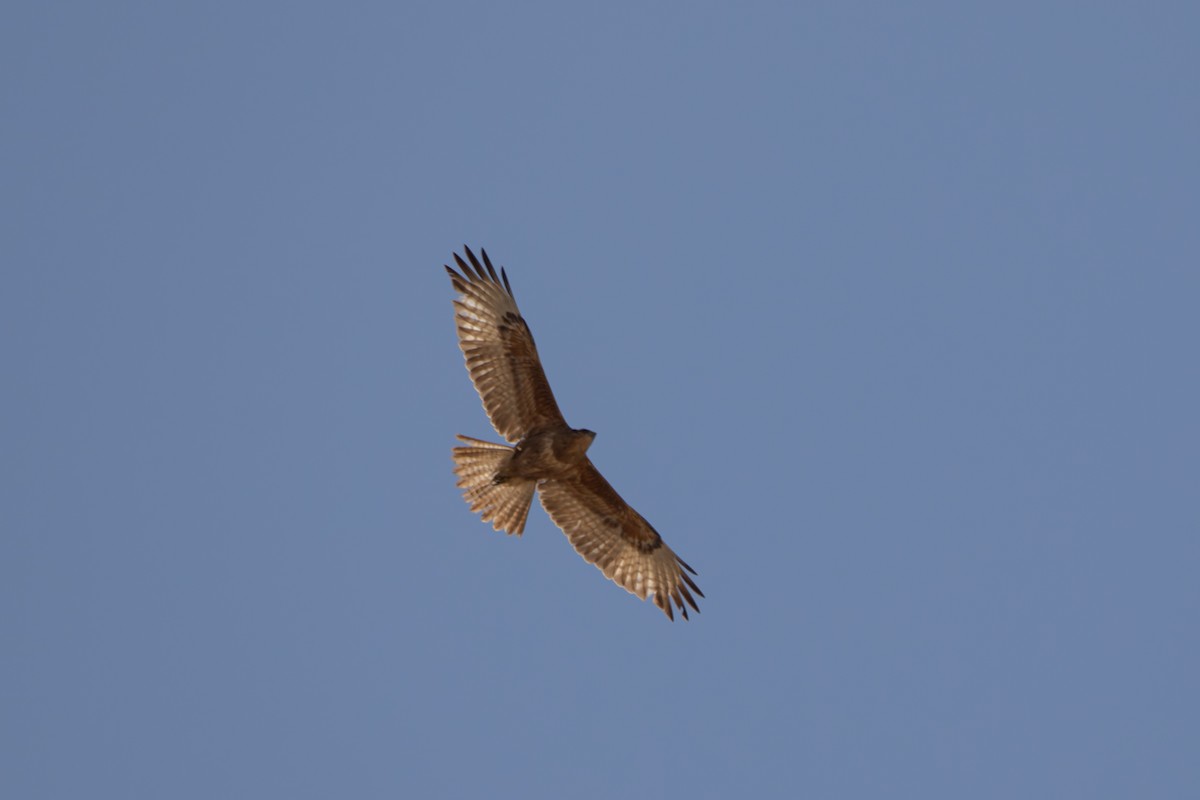 歐亞鵟(vulpinus/menetriesi) - ML635094658