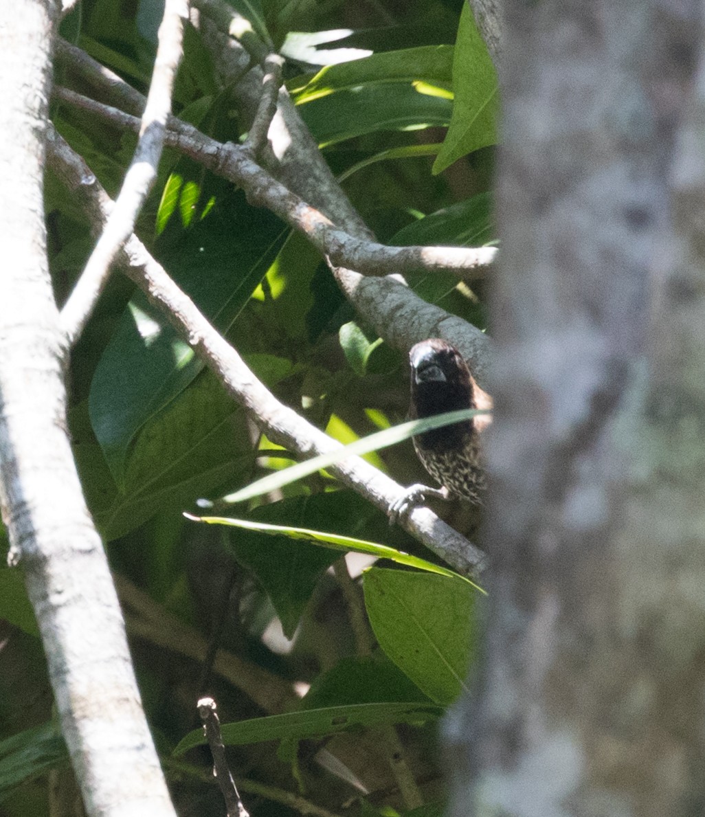 Black-throated Munia - ML635094683