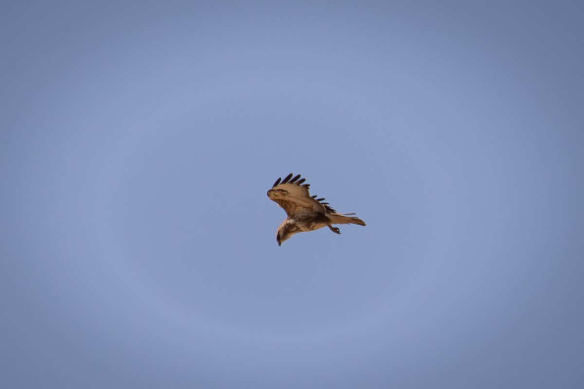 歐亞鵟(vulpinus/menetriesi) - ML635094707