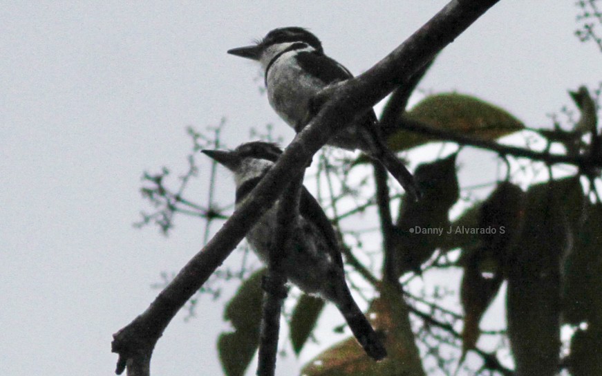 Pied Puffbird - ML635094751