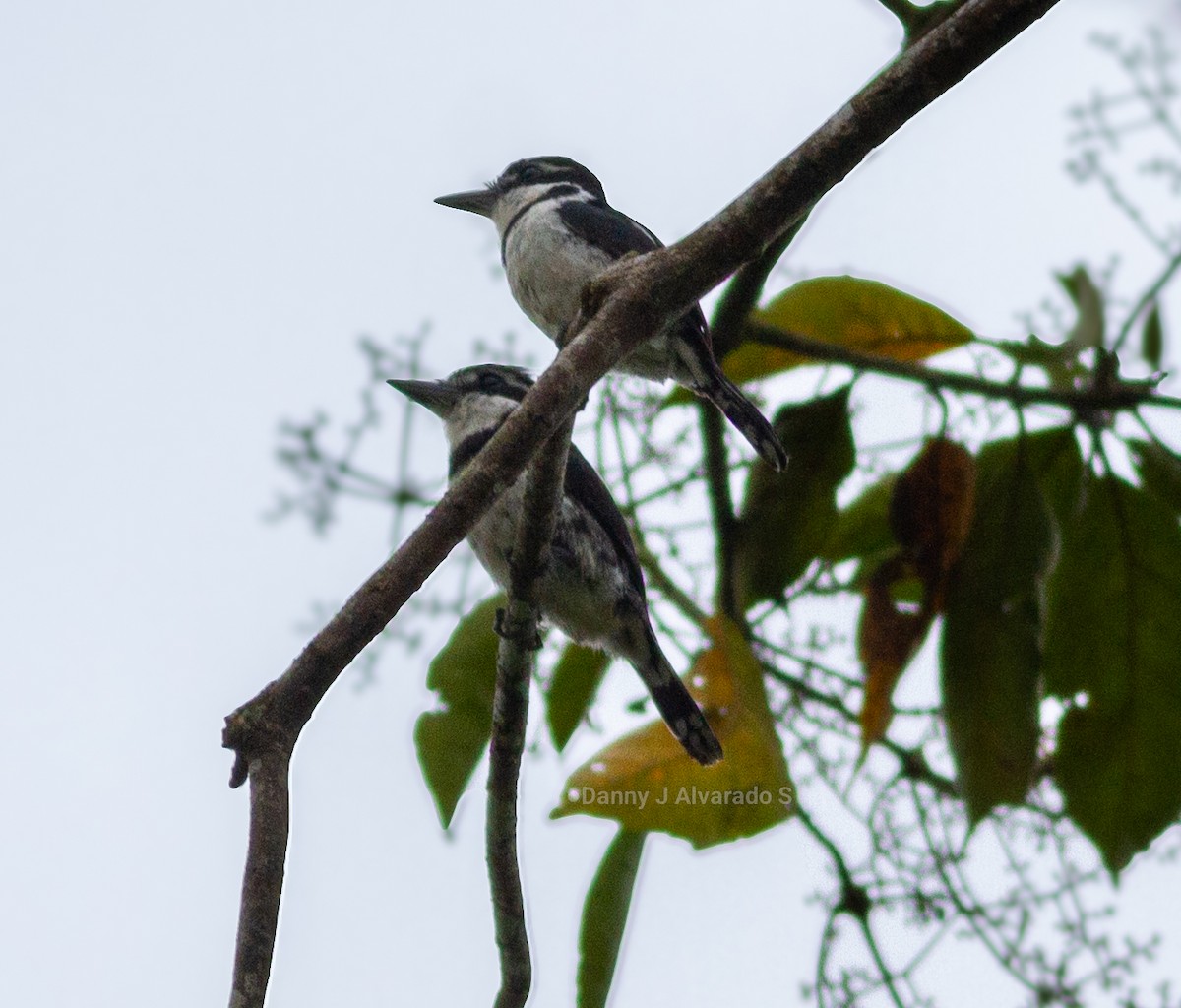 Pied Puffbird - ML635094752