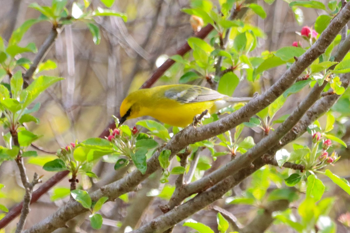 Blue-winged Warbler - ML635094763
