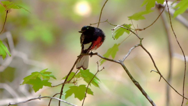 Painted Redstart - ML635094833