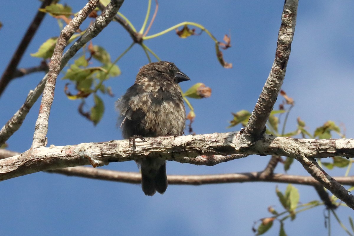 Large Tree-Finch - ML635094866