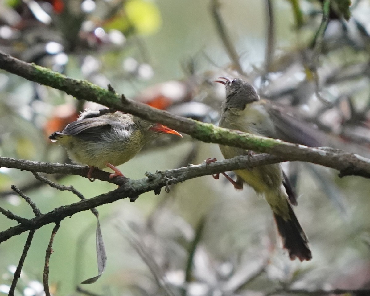 Crimson Sunbird - ML635094927