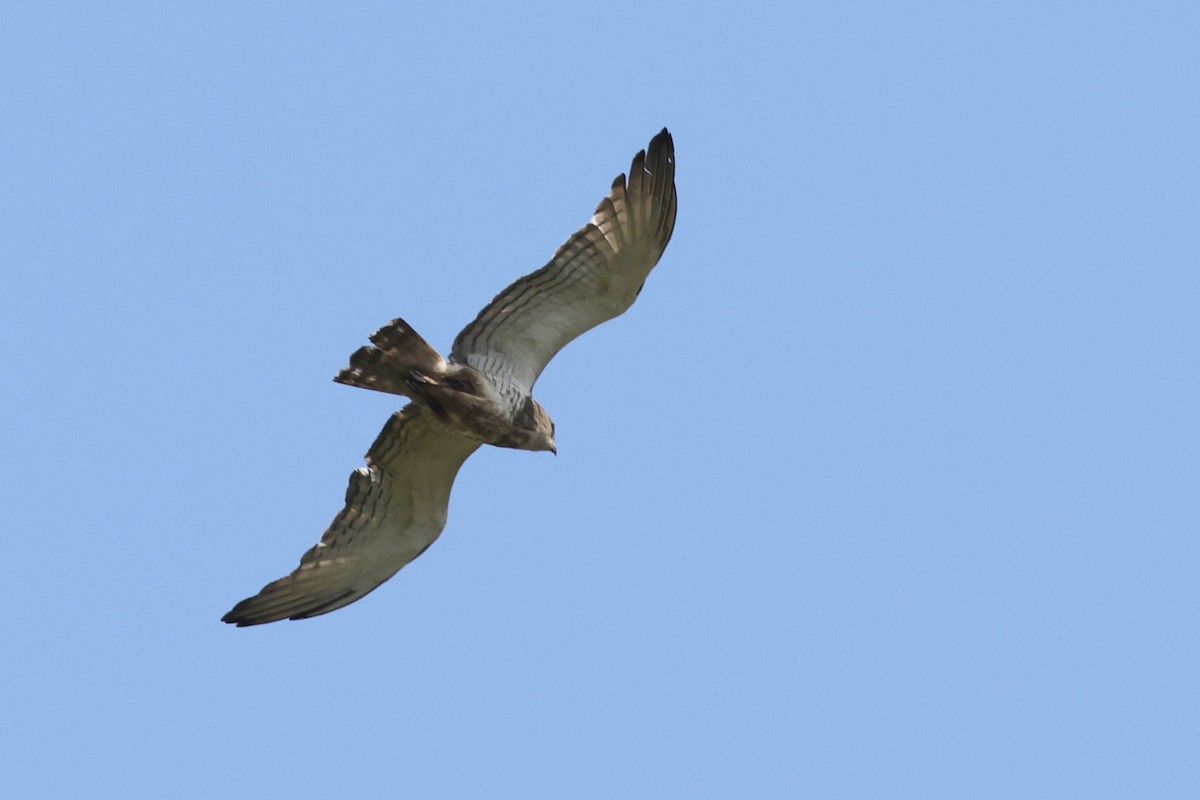 Beaudouin's Snake-Eagle - ML635094931