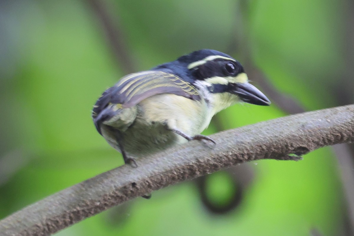 Yellow-throated Tinkerbird - ML635094953